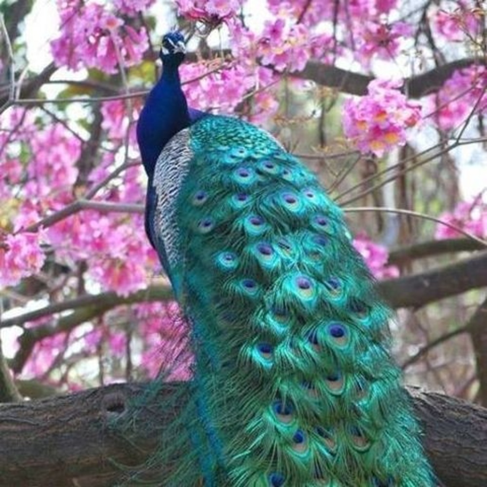 Meet your Posher, Bennetta